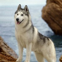 一个人切莫自以为是,古往今来,恃才放旷的人都