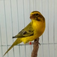 金青鸟,大金黄