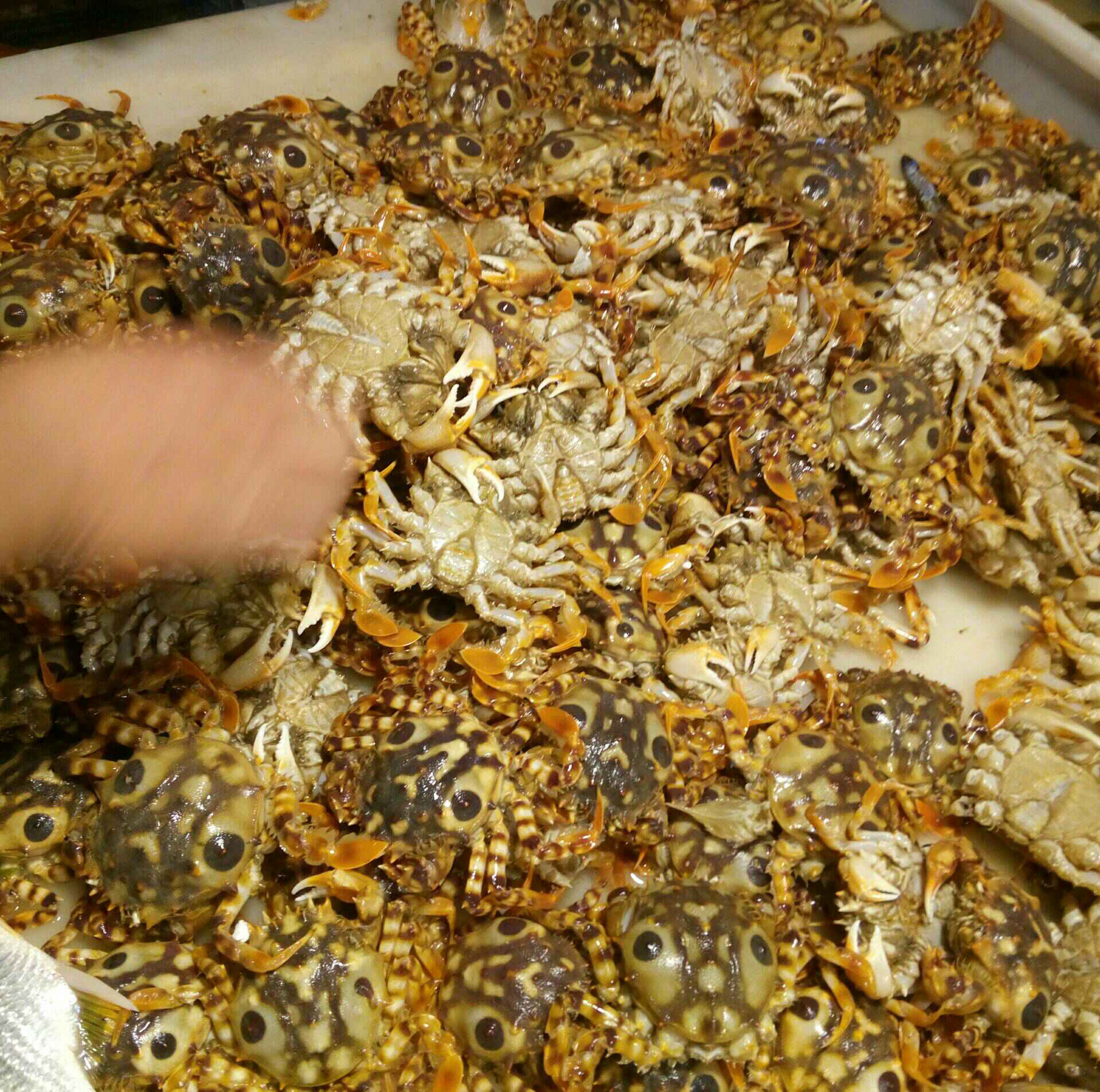 带有奇怪花纹的狮子蟹 - 我就是叫泡泡的快手