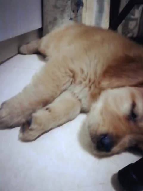 终于睡觉了 2年前
