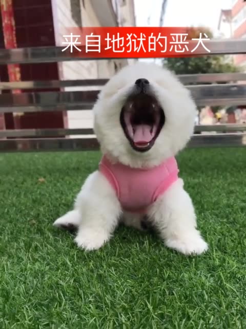 来自地狱的恶犬,阿修罗!萌萌哒小俊介!