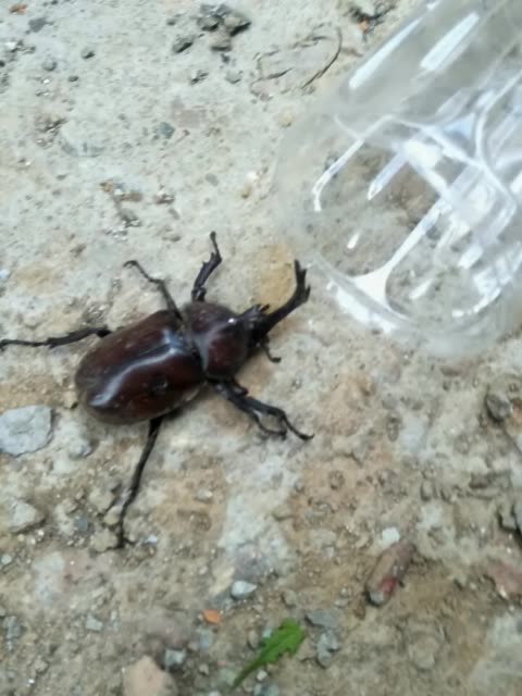 石甲虫