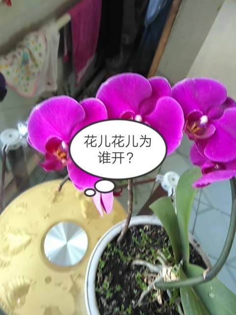 快手直播
