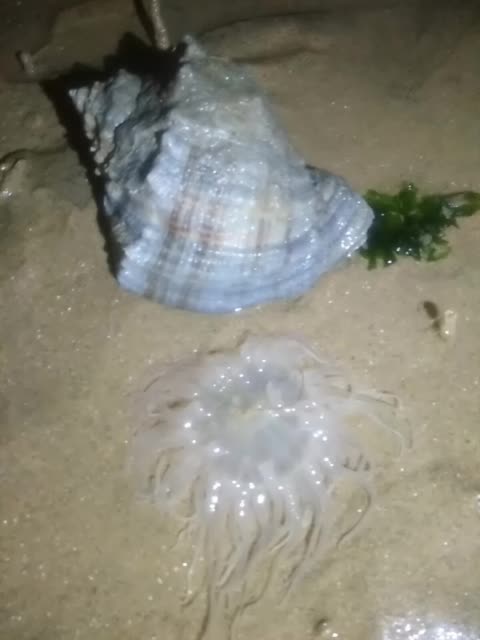 海葵旁边发现巨螺,喜欢的双击加关注. 2年前