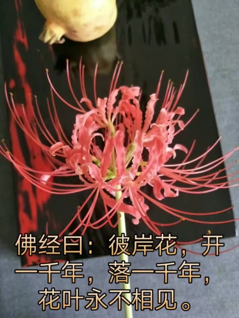 佛经曰:彼岸花,开一千年,落一千年,花叶永不相见. 2年前