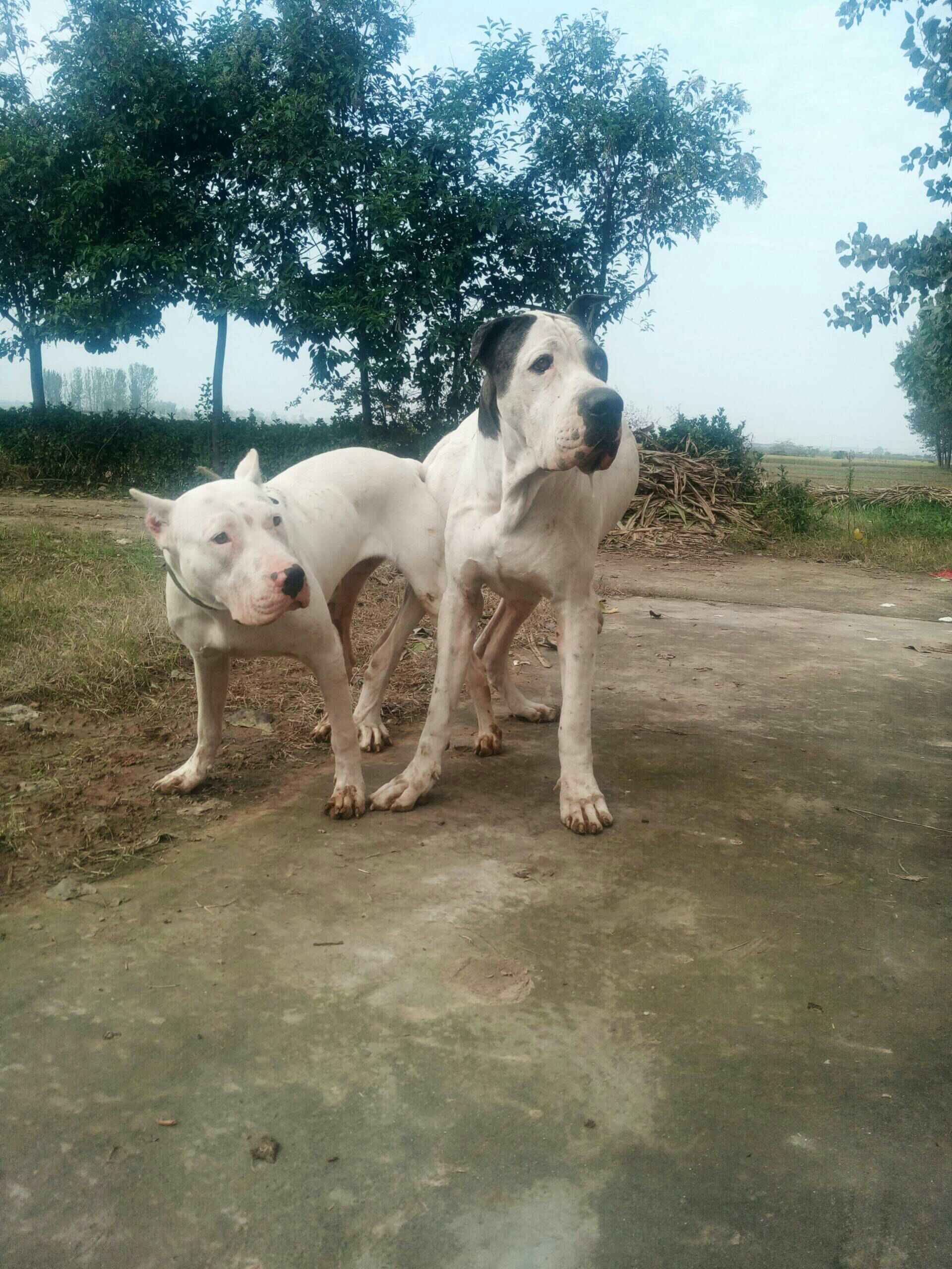 炸弹库达犬配自家阿根廷犬杜高期待精品. - 杨帅丛的