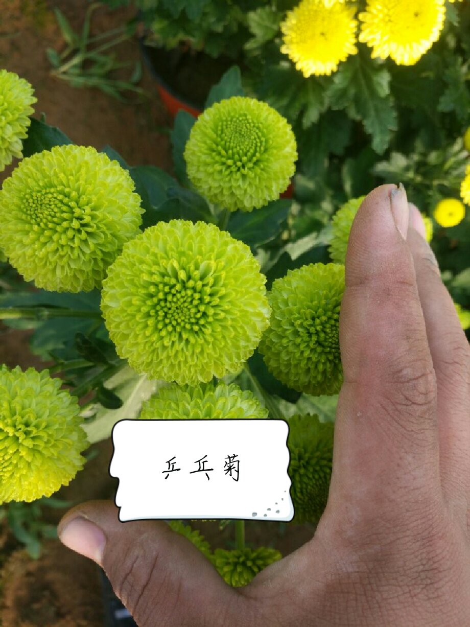 乒乓菊,每天都出货 ,绿色的居多,可批可单卖! - (花卉