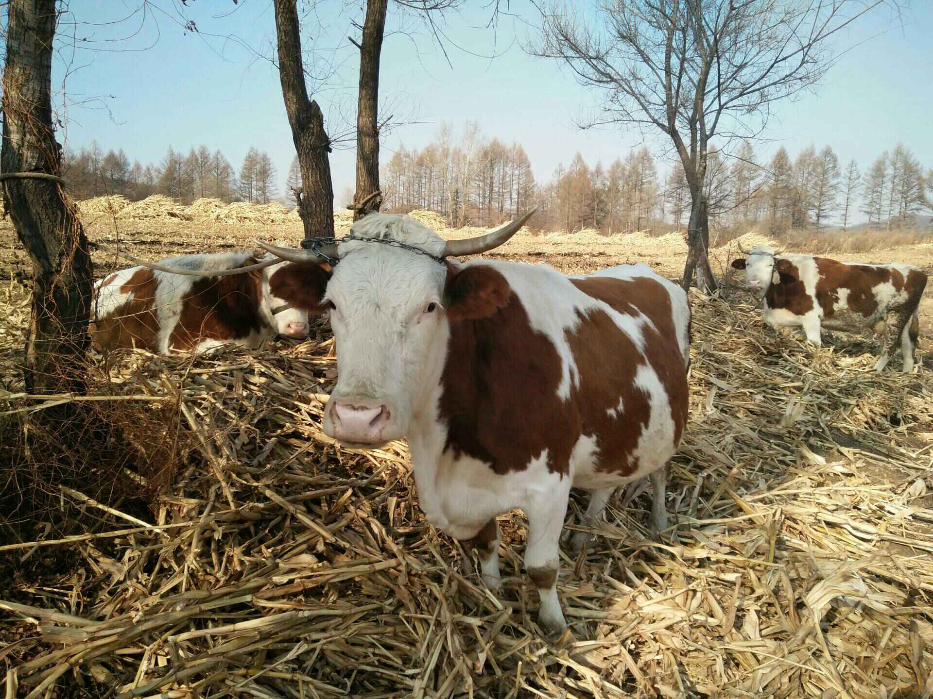 农村大母牛 - 兽医养牛的快手