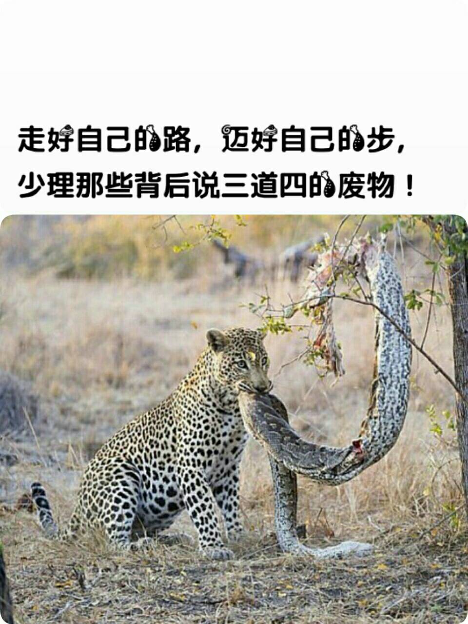走好自己的路,迈好自己的步, 少理那些背后说三道四的废物! .