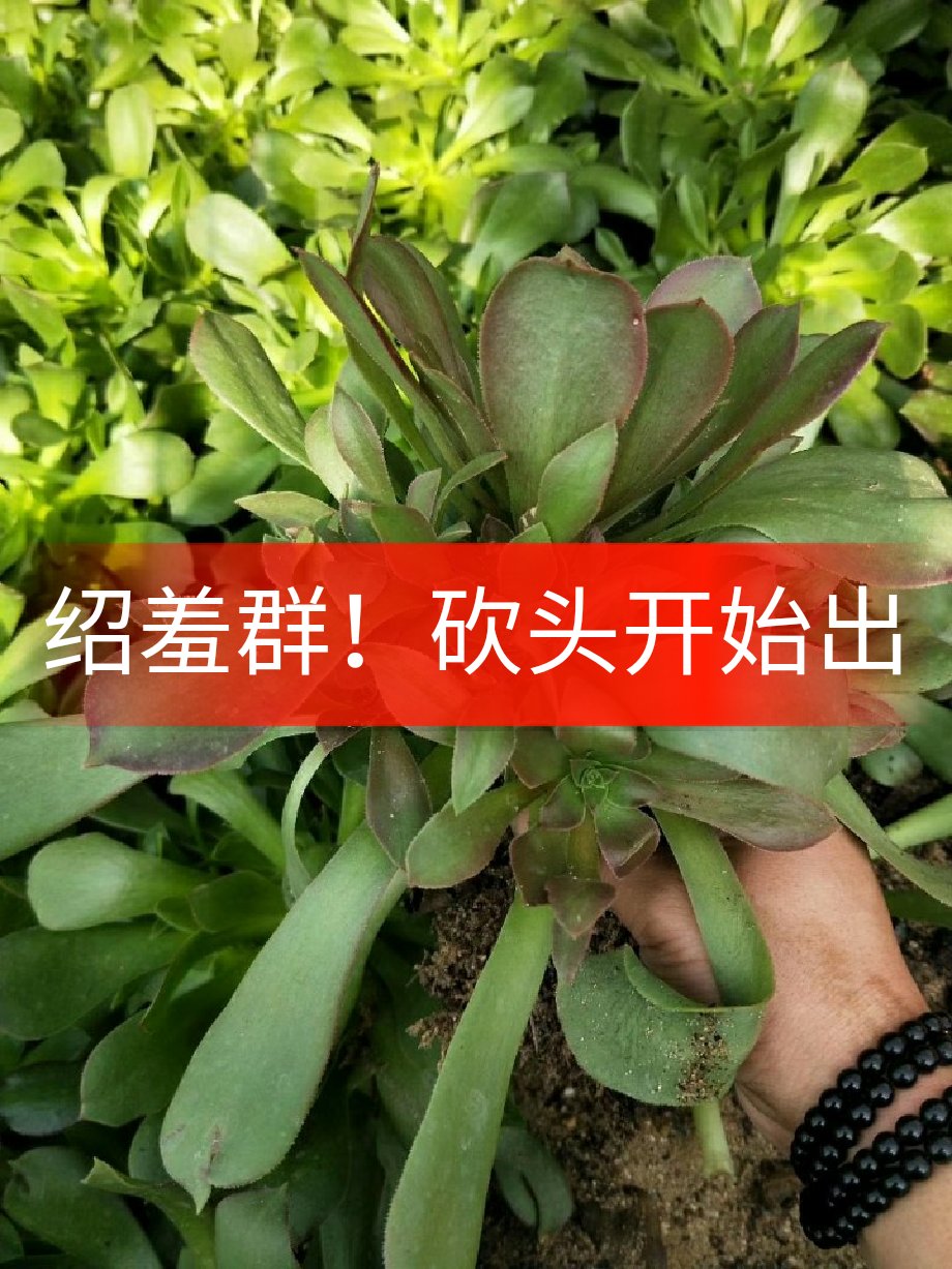 绍羞群10000 100起出货砍头50000 1000起出货 嘉园多肉植物的快手