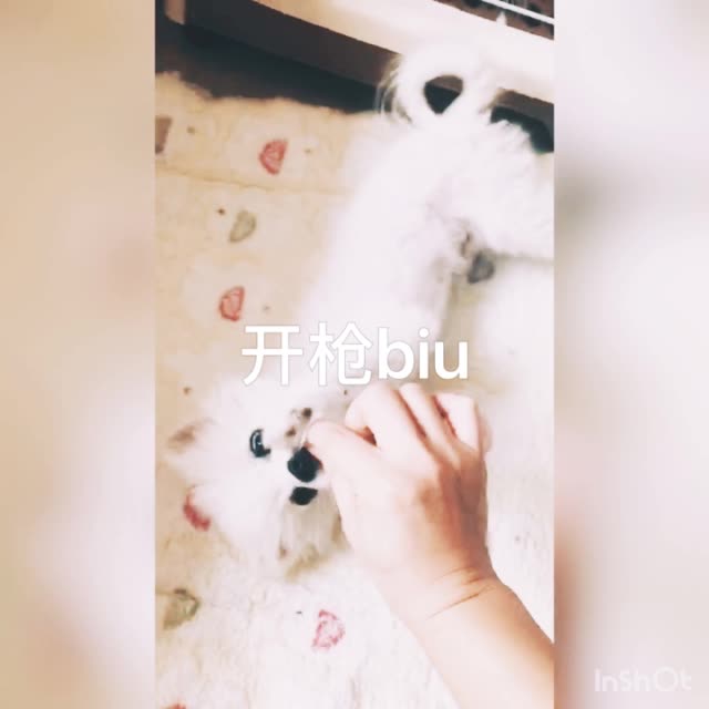 开枪biu～～～在我的引导下,小棒小盆友已经领悟了,夺聪明的狗狗[机智