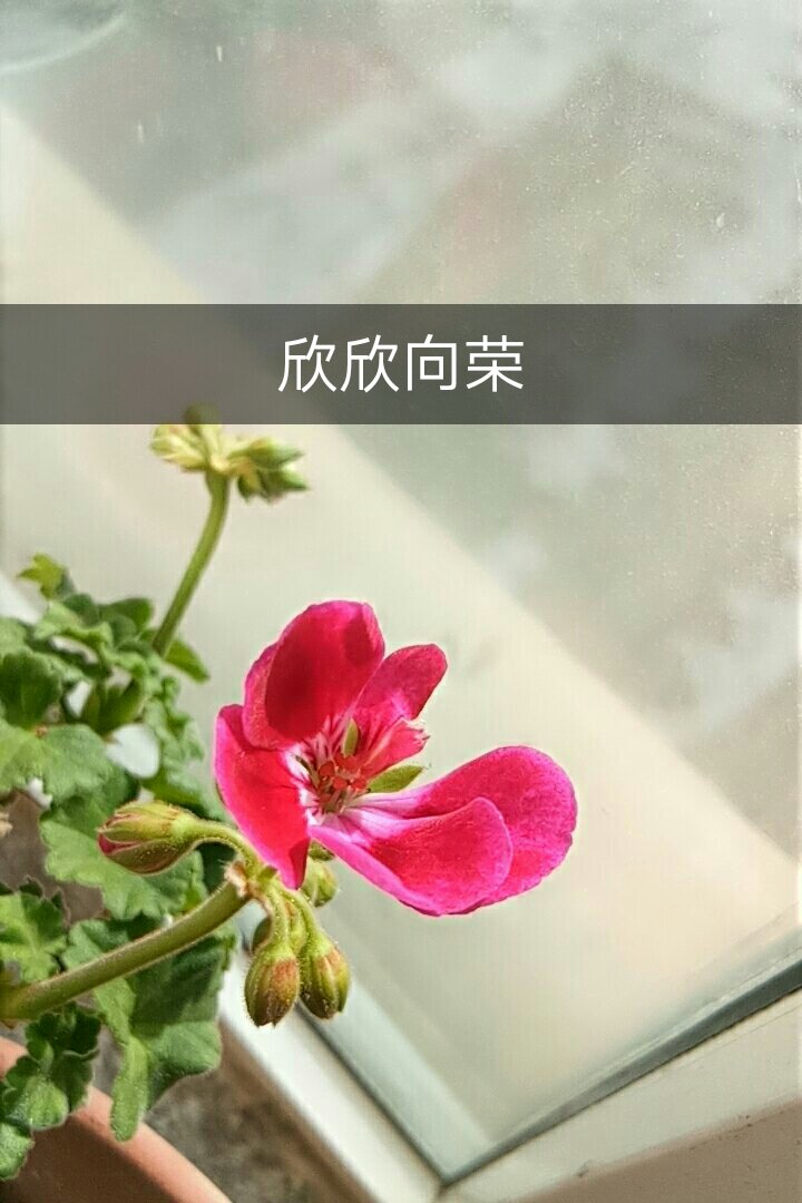 快手直播