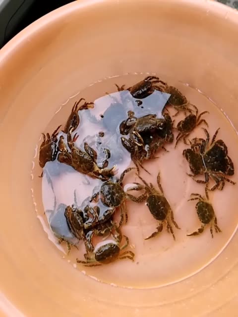 刚在河里抓的螃蟹,双击评论6666