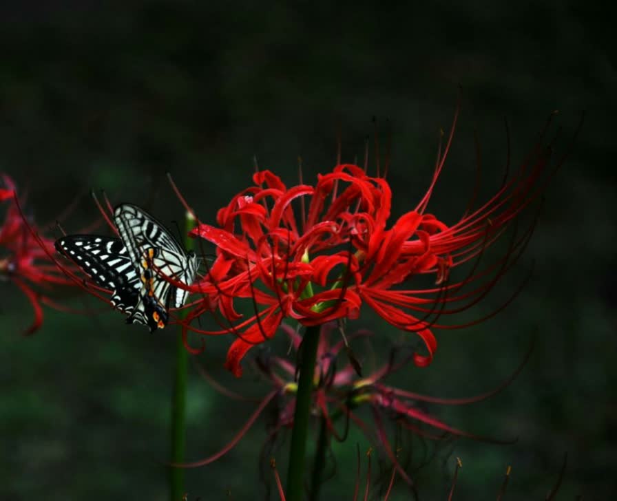 彼岸花开开彼岸,花开叶落永不见. 花开彼岸本无岸,魂落忘川犹在川.