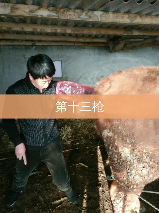 雨晨牧业改良员,杨波