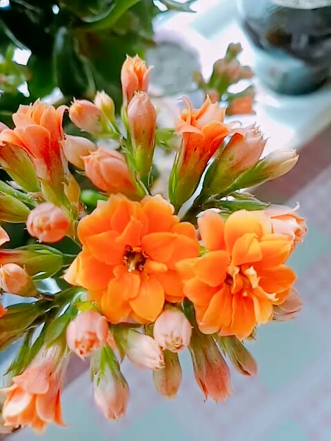 美丽的花朵 2年前