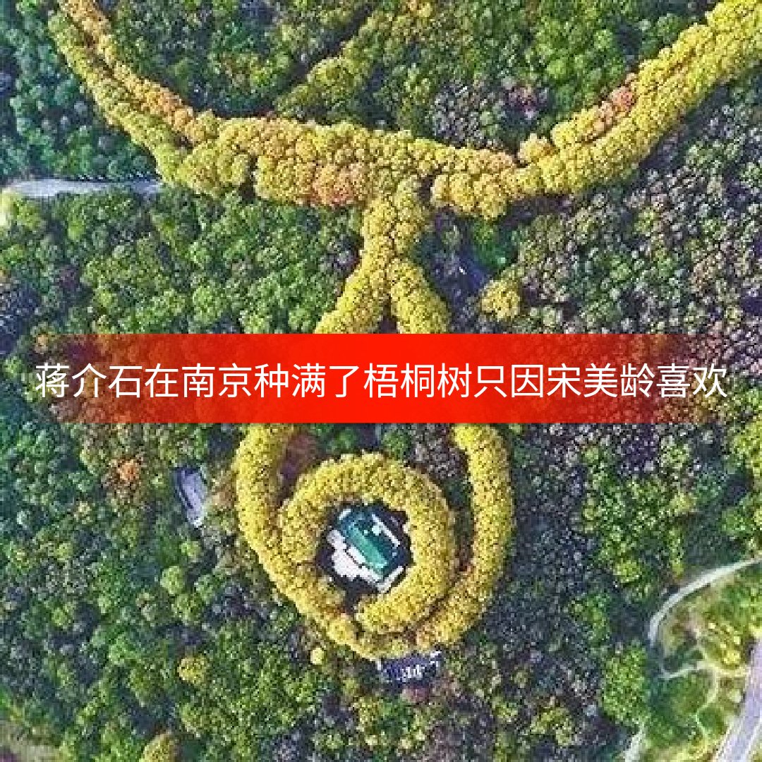 蒋介石在南京种满了梧桐树只因宋美龄喜欢 539        赞