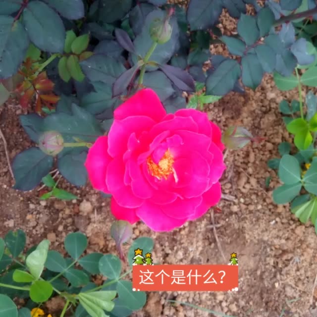 快手直播