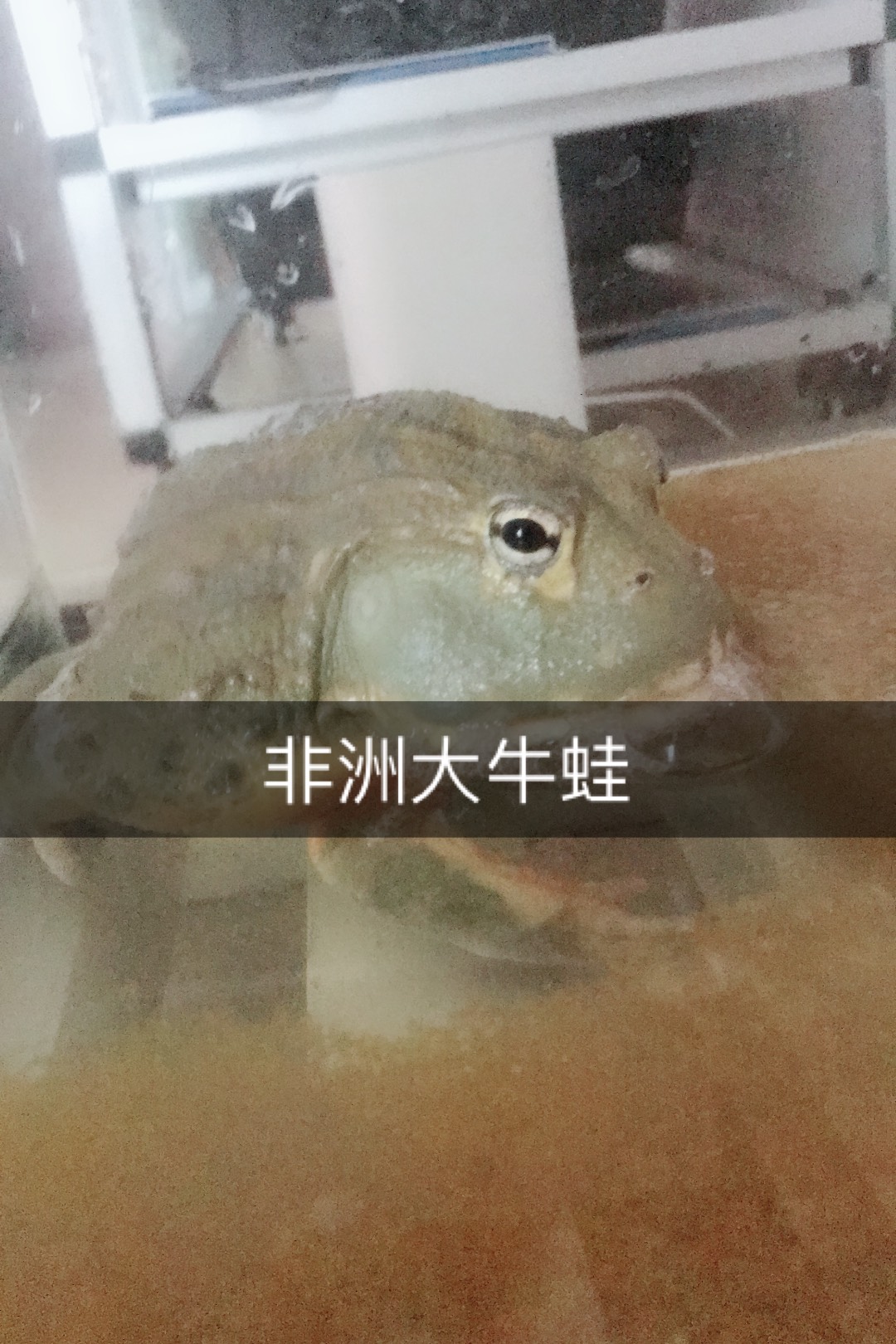 非洲大牛蛙
