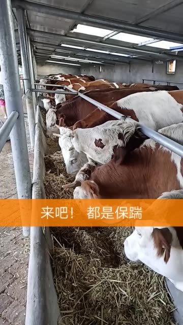 吉林-刘小养牛人的主页-快手直播