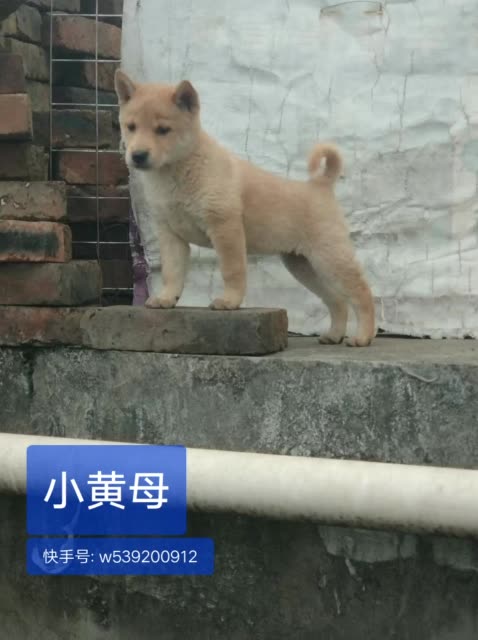 小黄母 ,正宗广西五短土猎犬,大头猫耳,鼻带两条横骚,看中的兄弟请