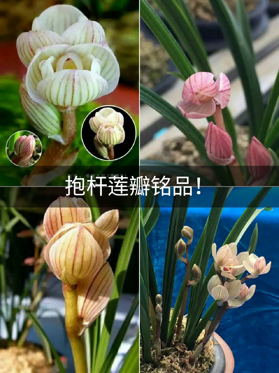 莲瓣兰抱杆花系花簇拥紧密朝天开真正意义上的莲花也.