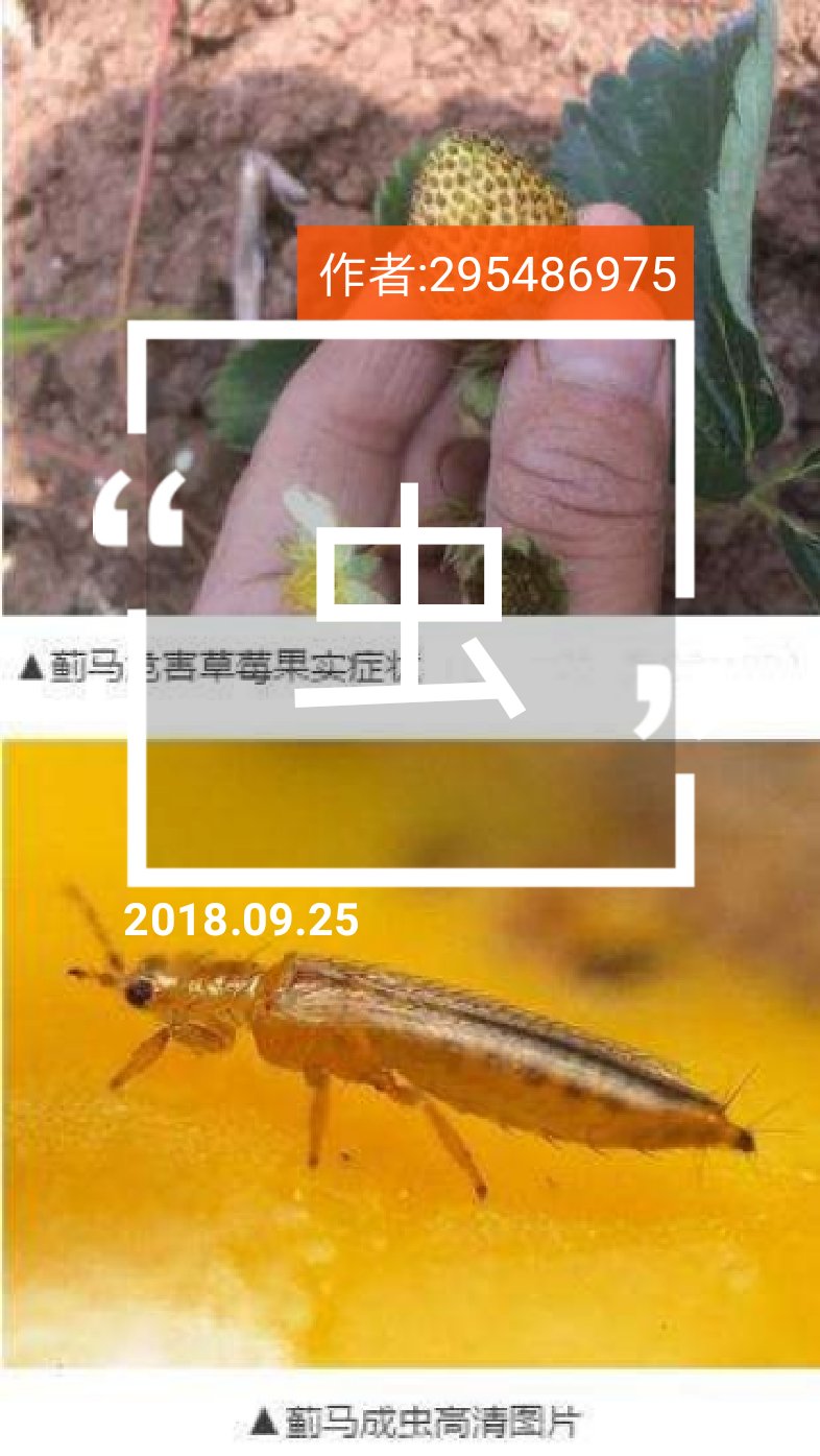 蓟马对草莓的危害图例.