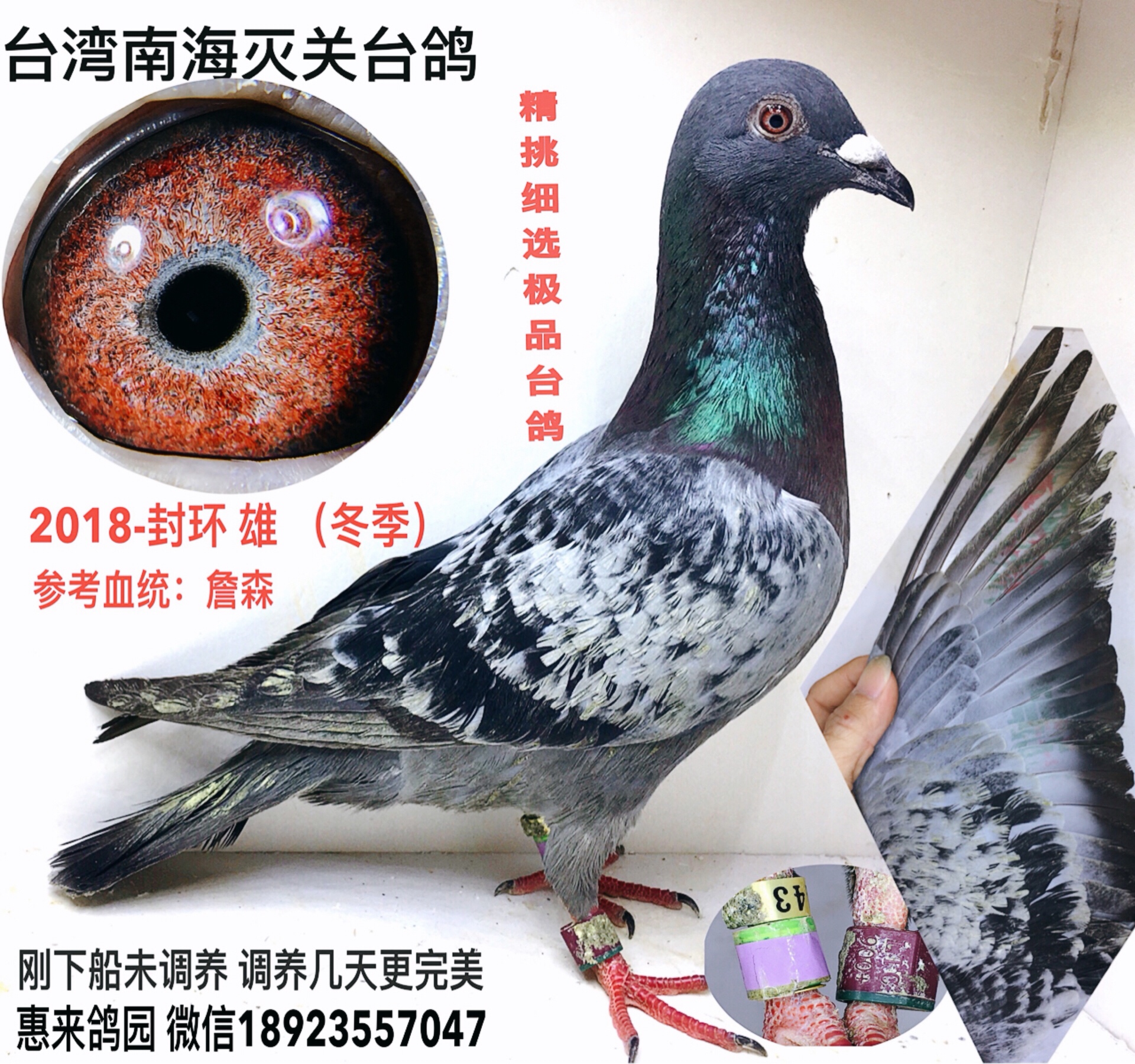 刚下船台湾南海灭关台鸽 2018-封环 雄精挑细选极品台