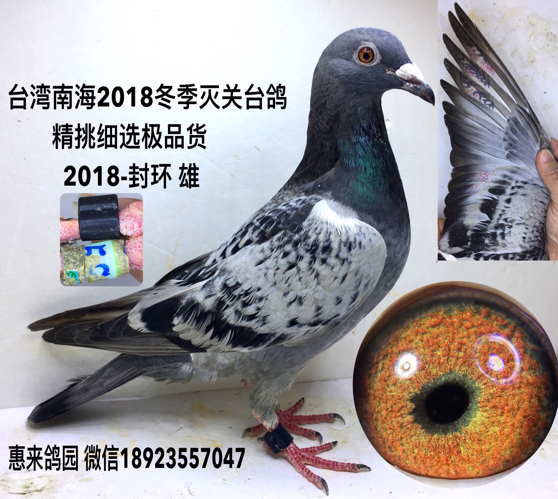 台湾南海2018冬季灭关台鸽 2018-封环 雄 全眼志超级种鸽眼刚下船未