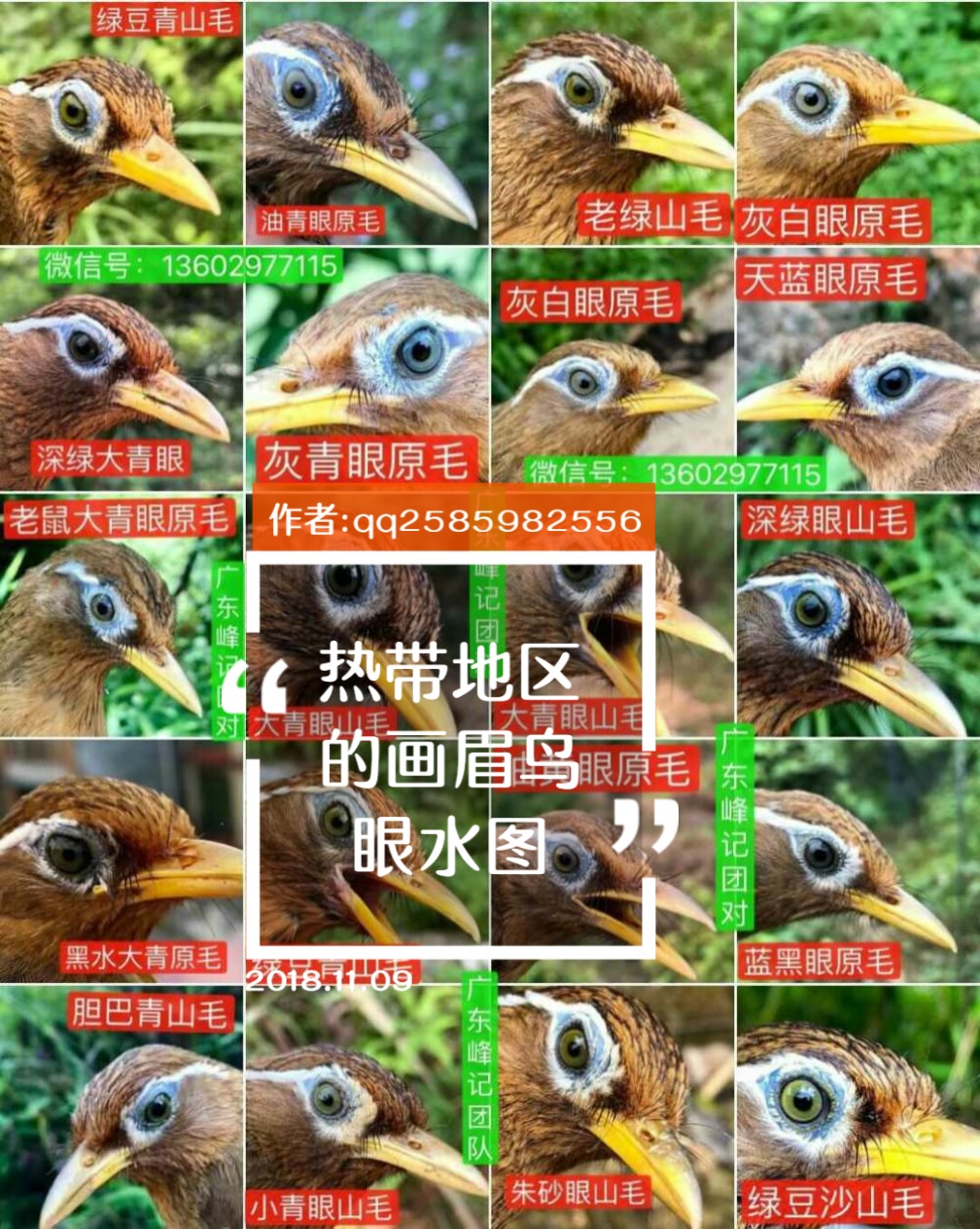这些眼水一般都是在广东,福建这些热带的鸟 - √小的