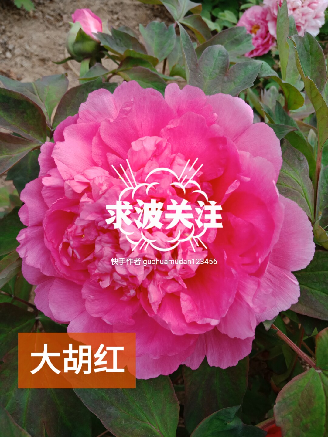 大胡红牡丹属于皇冠型,中期品种,现在是盛花期.