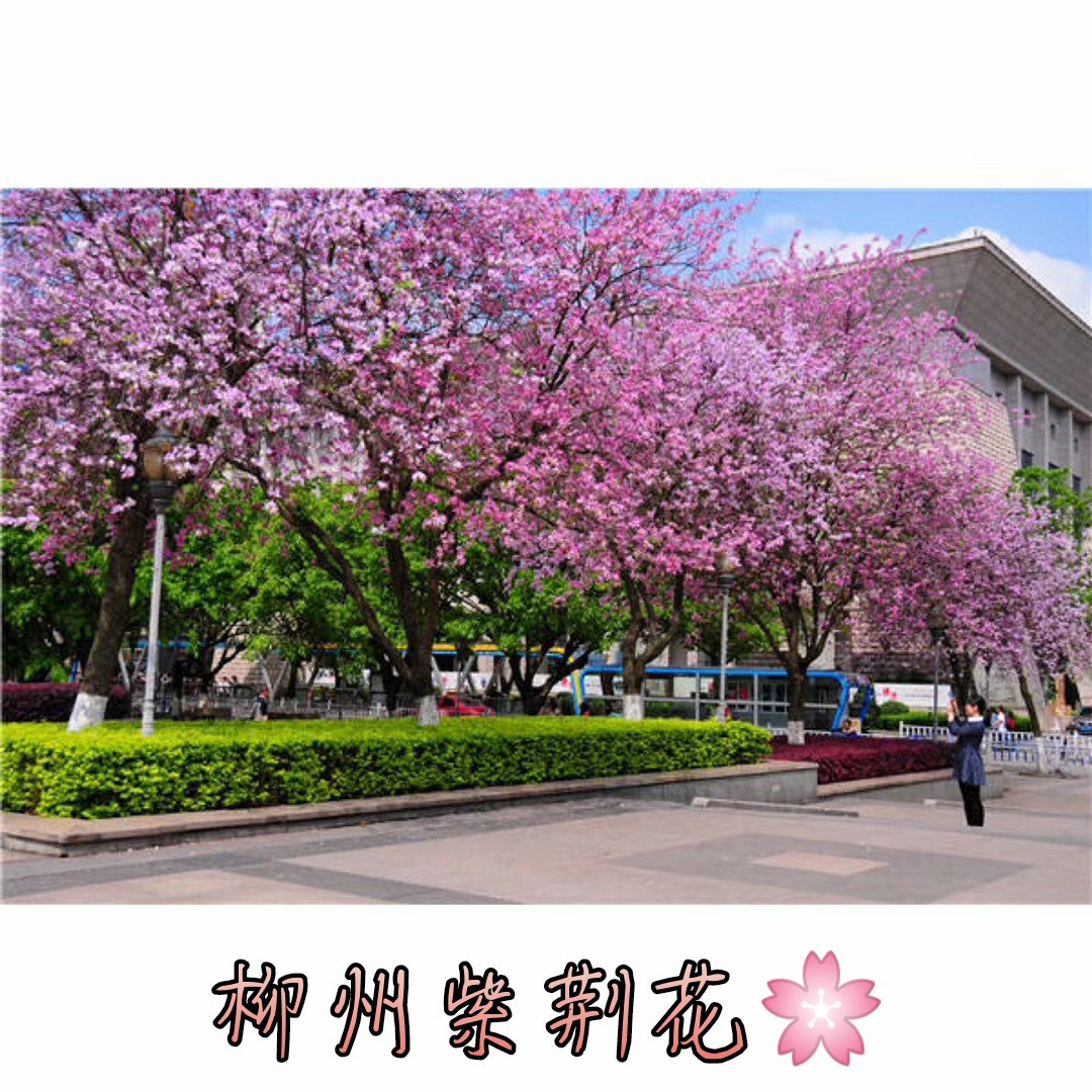柳州紫荆花 #花 3周前