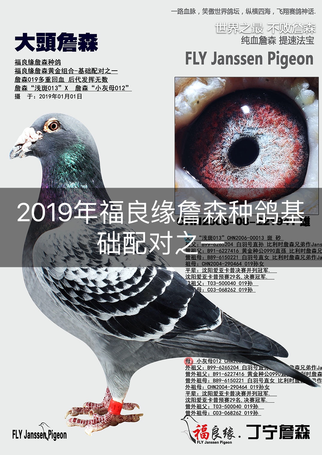 2019年福良缘詹森种鸽基础配对之一  .w  3周前