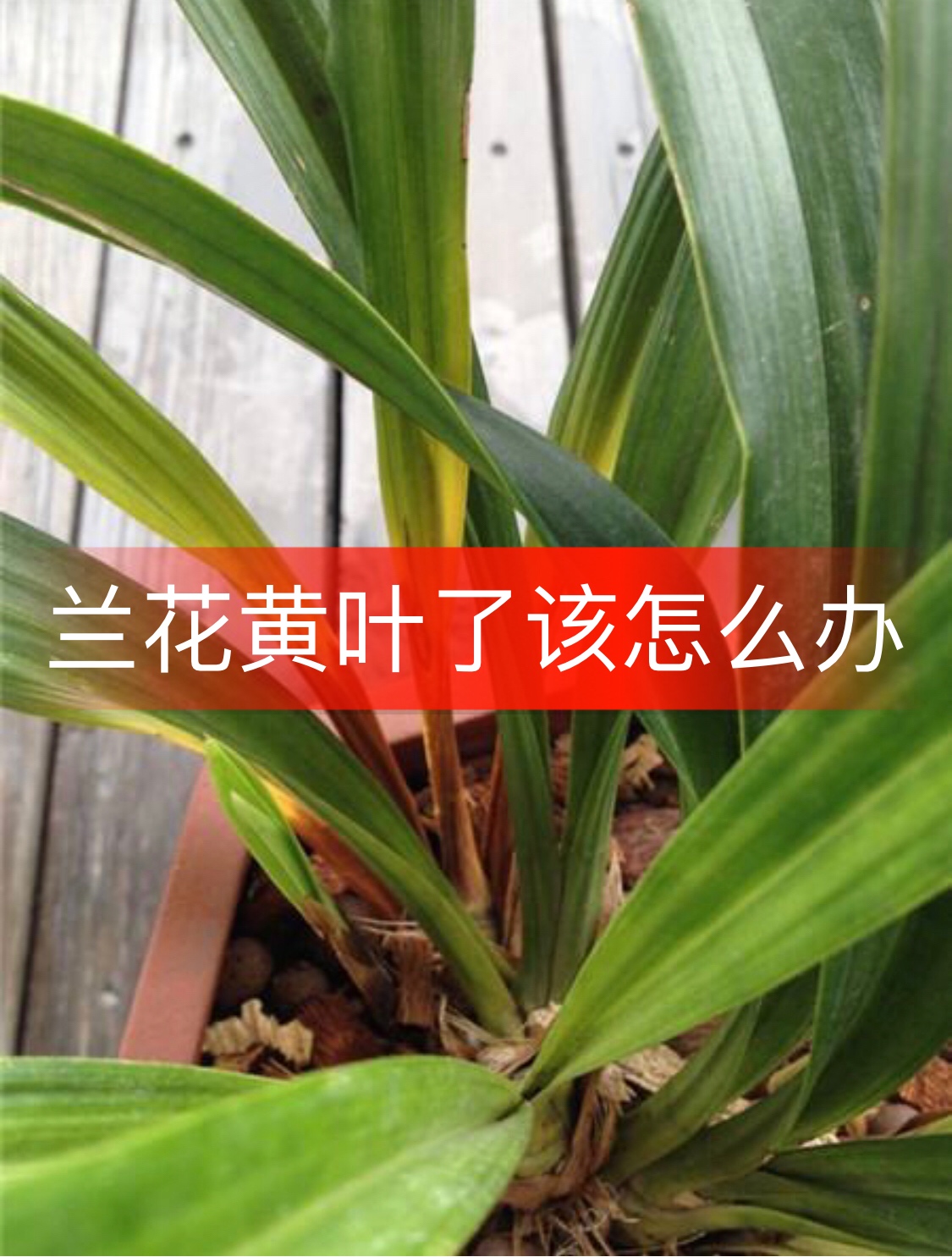 弘扬国兰文化 #兰花养殖 #我要上热门 #兰花 兰花黄叶了该怎么办 3周