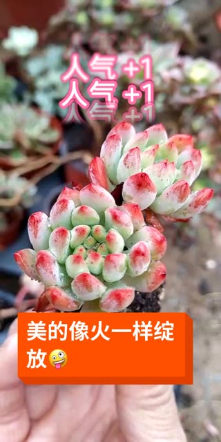 多肉 #多肉植物 #蓝苹果#当你从我眼前慢慢走过时间