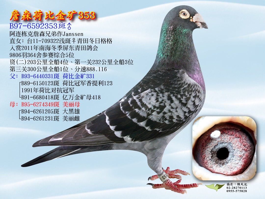 台湾帝王鸽舍-詹林国际-快手直播