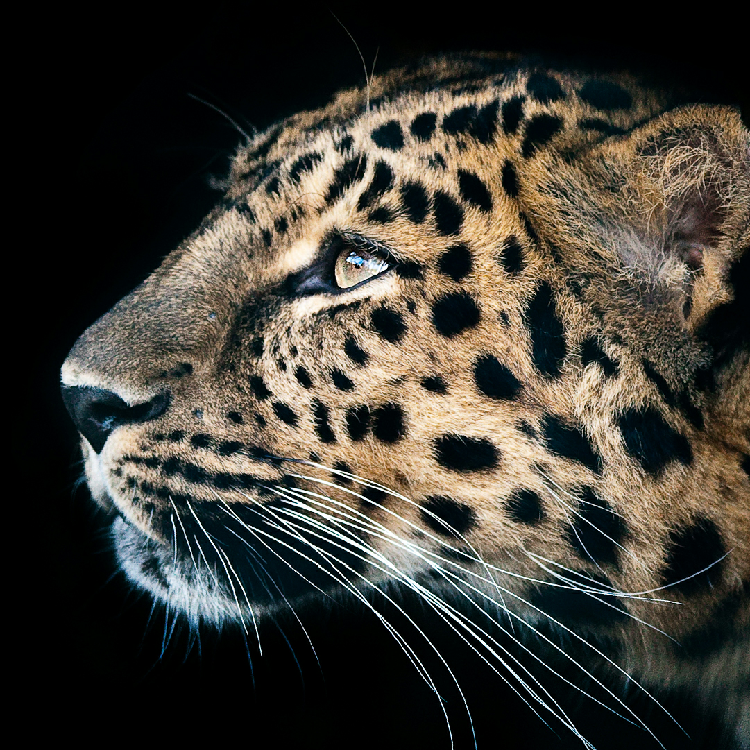 虎牙姐姐冲五万