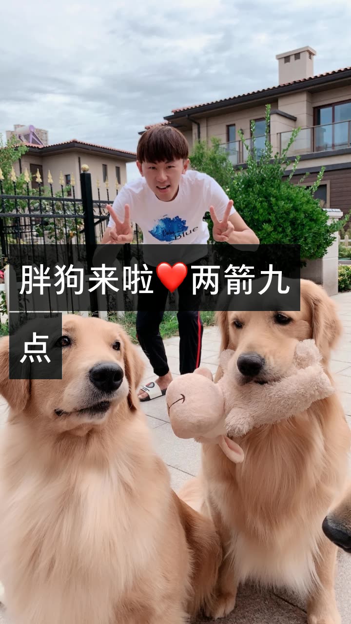 金毛蛋黄的快手直播