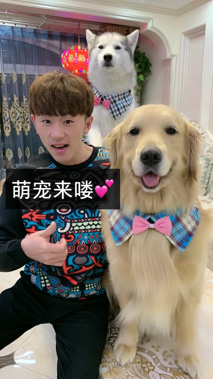 金毛蛋黄的快手直播