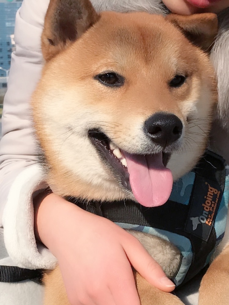 我的狗 我喜欢就行了 - 哈尼丫柴的快手