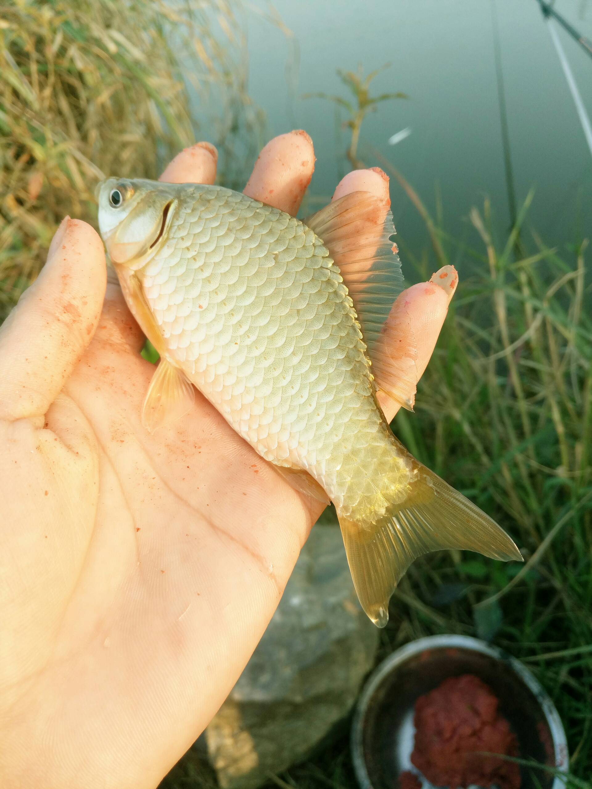 黃金鯽魚,漂亮嗎 - 哈哈,巖明的快手