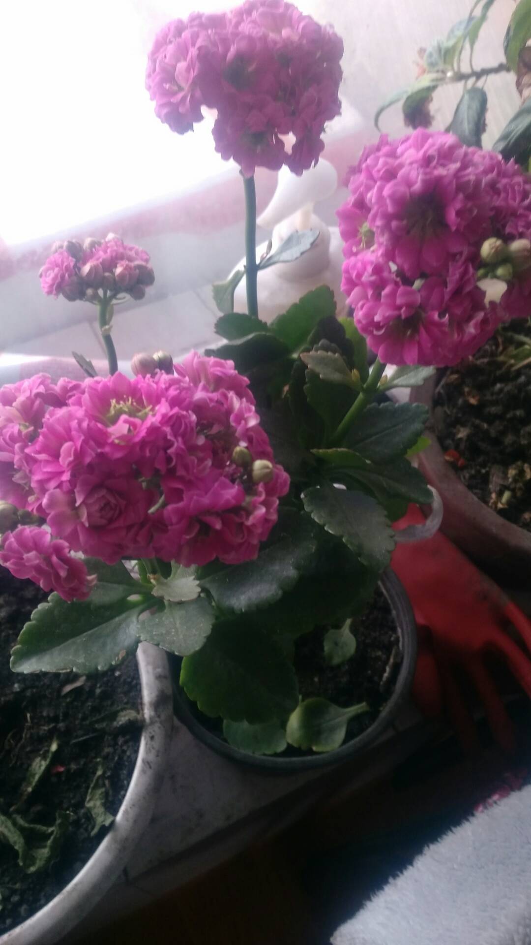 快手点赞特效是什么花的简单介绍