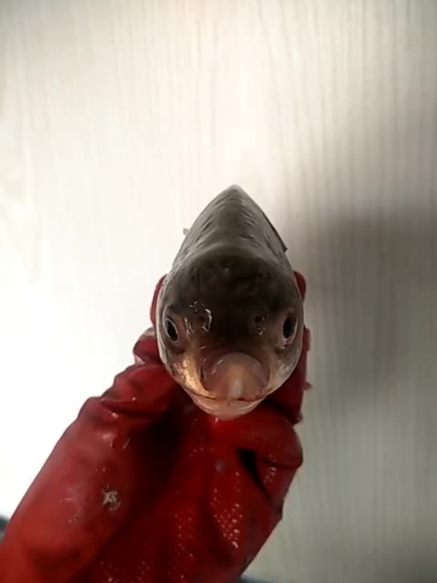 null的主页-快手直播