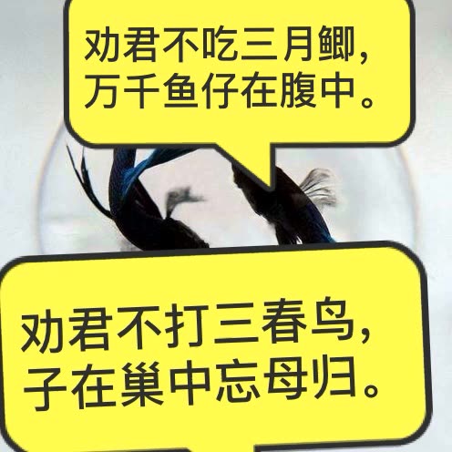 劝君不吃三月鲫,万千鱼子在腹中,, 劝君不打三春鸟,子在巢中忘母归, 2