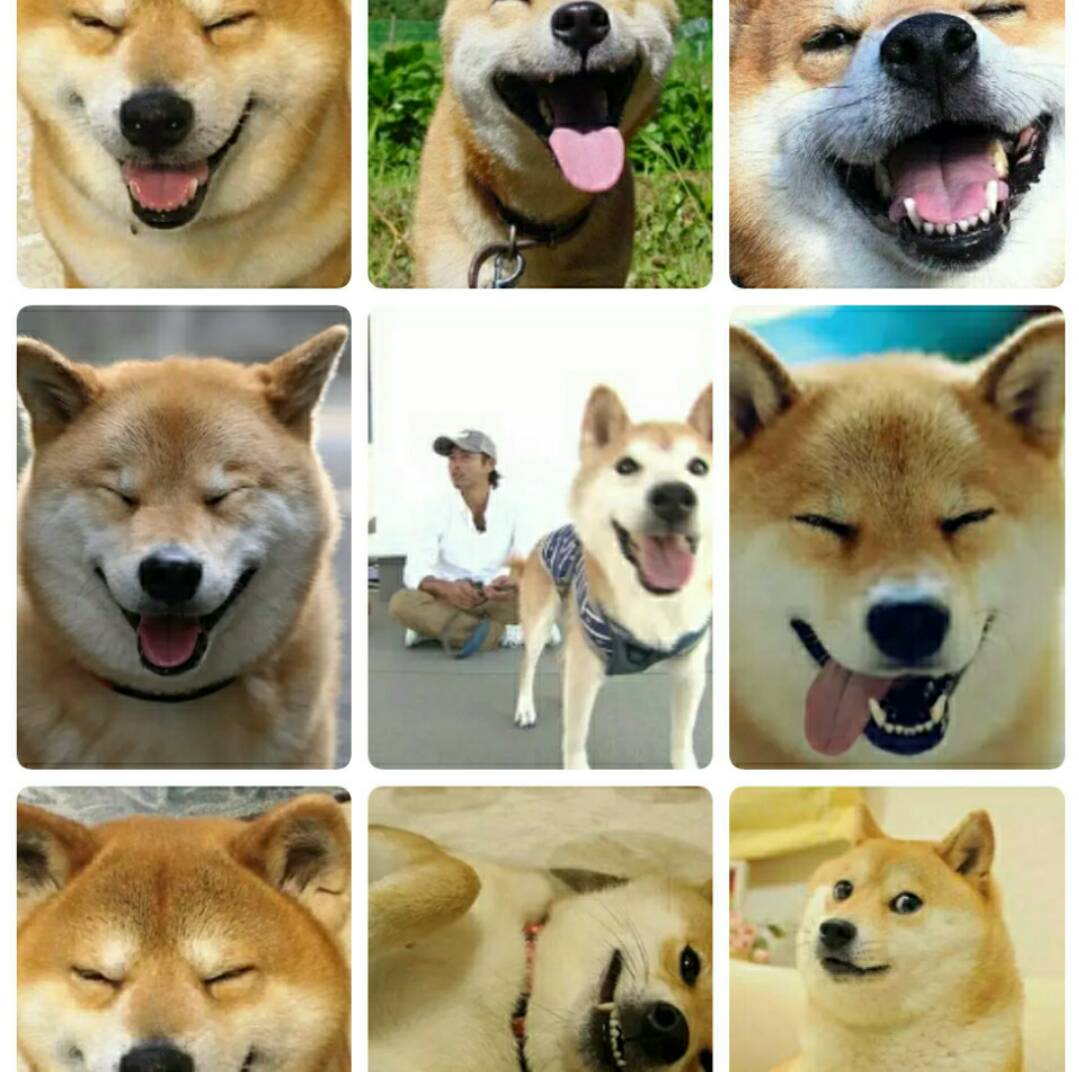 见过这张笑得很开心的柴犬照片从里到外散发出幸福的表情,感染了许多