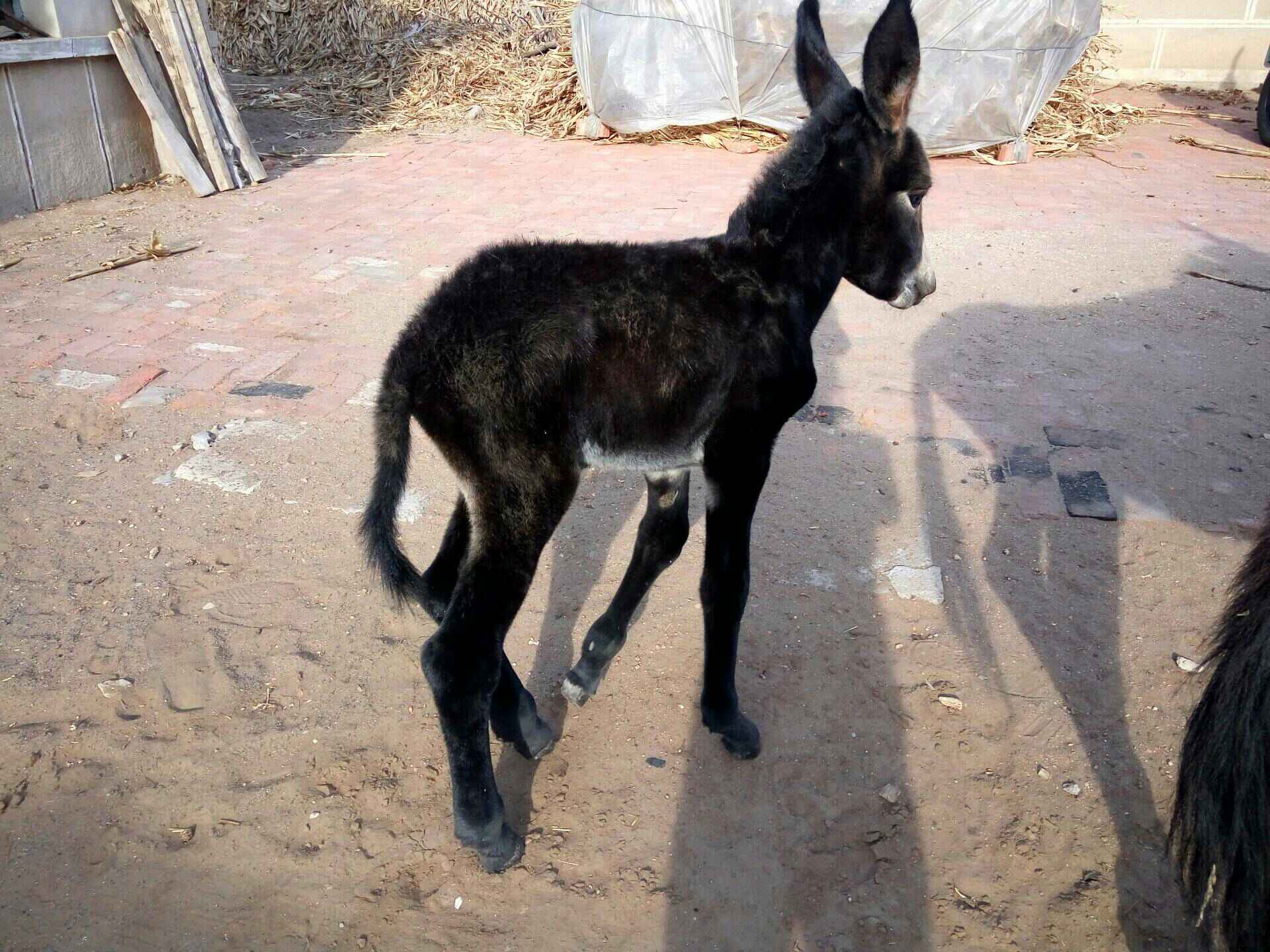 当天的小驴 2年前