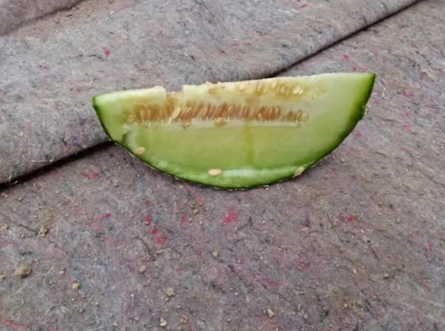 自家网纹瓜需要的联系 2年前