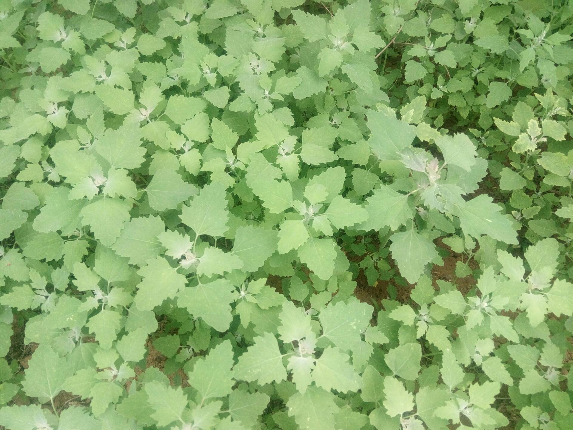 这种野菜今年吃过吗 - 九江龙的快手