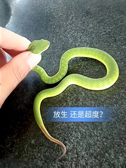 动物被杀怎么超度-怎样为死去的雏鸟超度