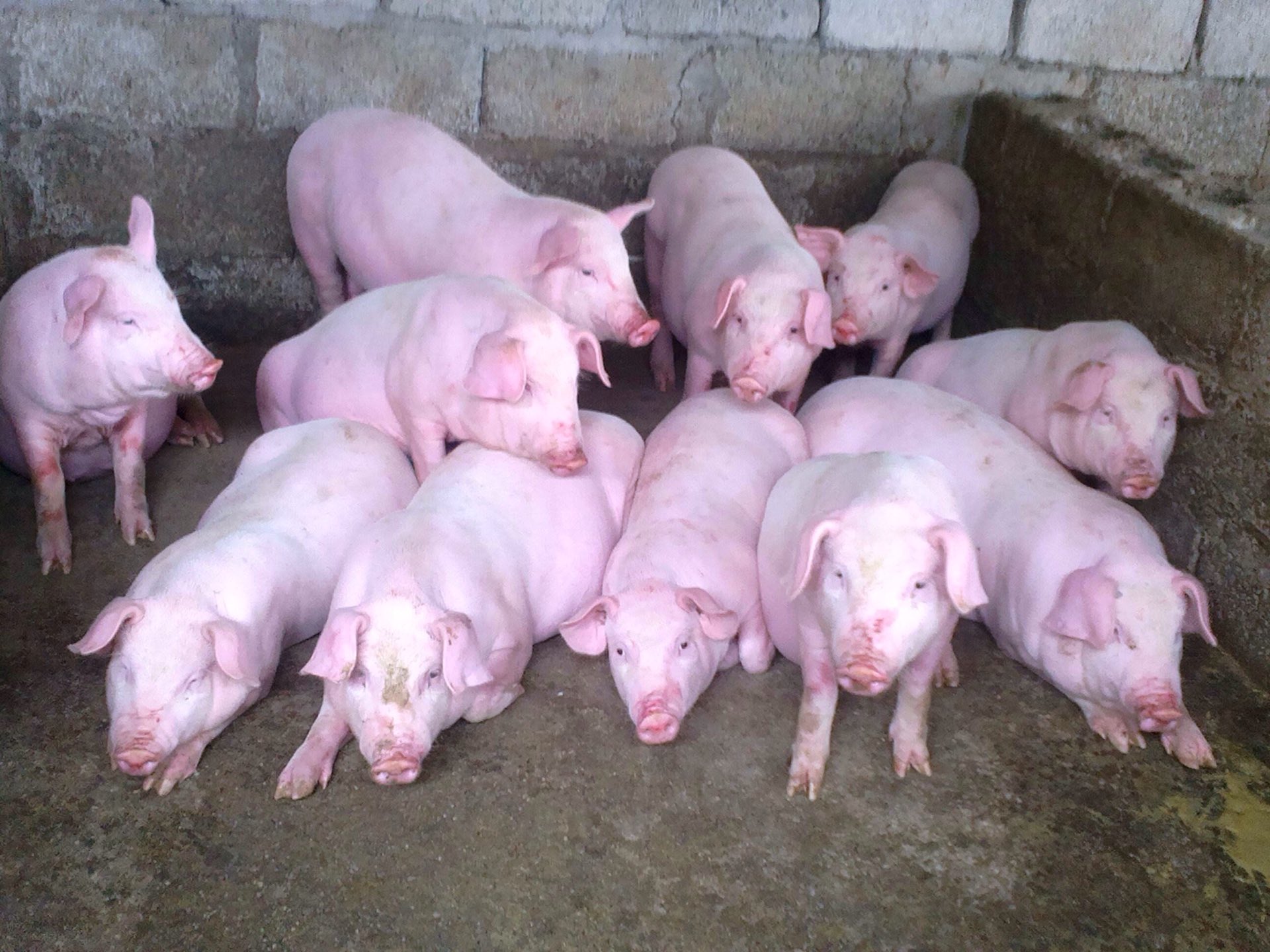 需要猪苗的联系我:13092475900 24 播放0 赞 2年前